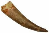 Bargain, Fossil Plesiosaur (Zarafasaura) Tooth - Morocco #369987-1